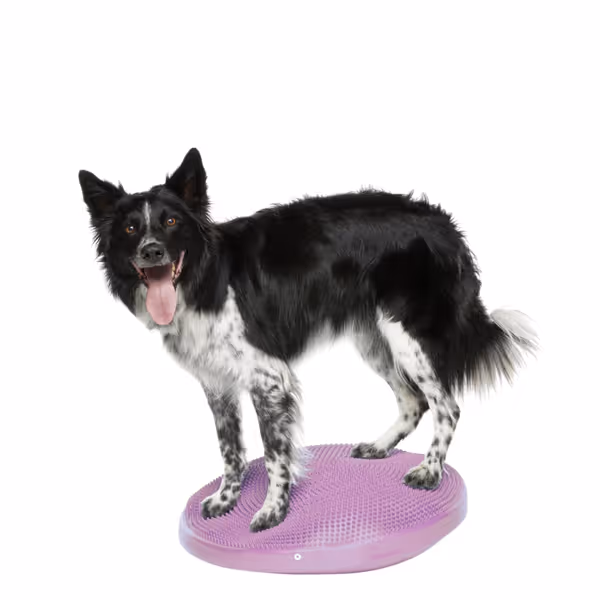 FitPaws Balance Disc